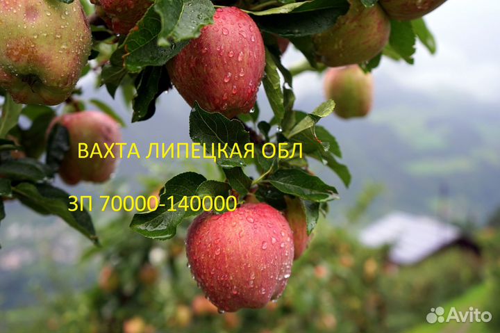 Сборщик яблок вахта