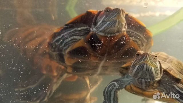 Красноухие черепахи с аквариумом и всем сопутствую
