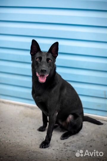 Собака улыбака. Бирма 1.5г, стерильная