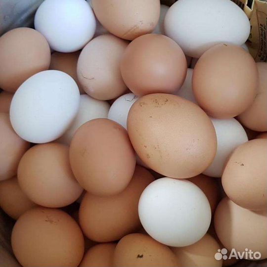 Домашние куриные яйца
