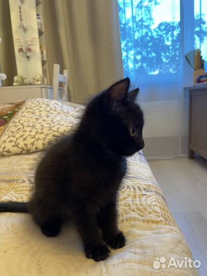 Чёрные котята