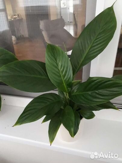 Спатифиллум