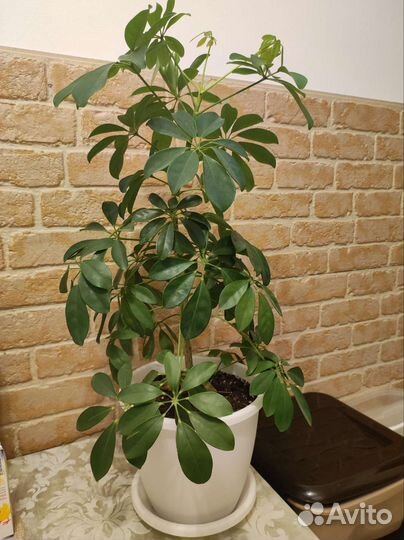 Цветок шефлера