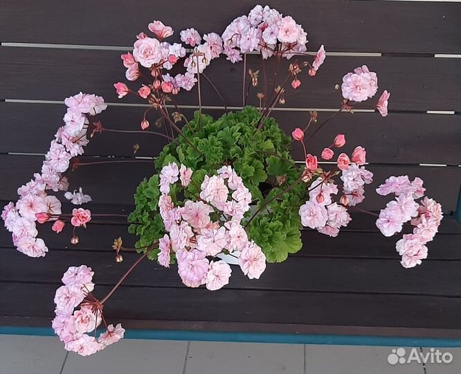 Пеларгонии сортовые