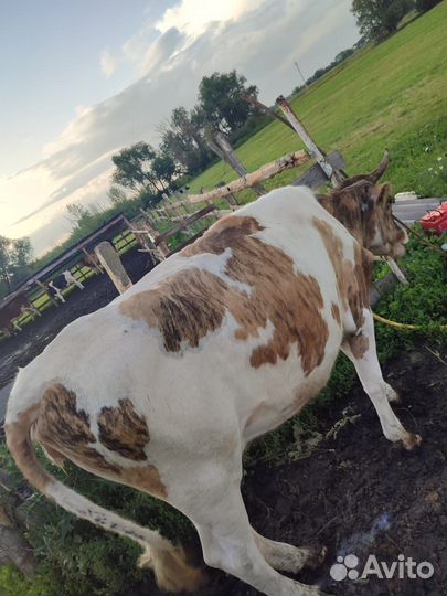 Корова дойная