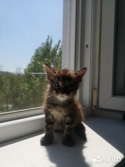 Котята мейн-кун