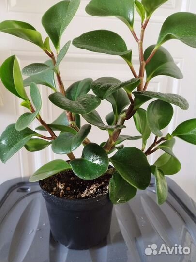 Пеперомия туполистная