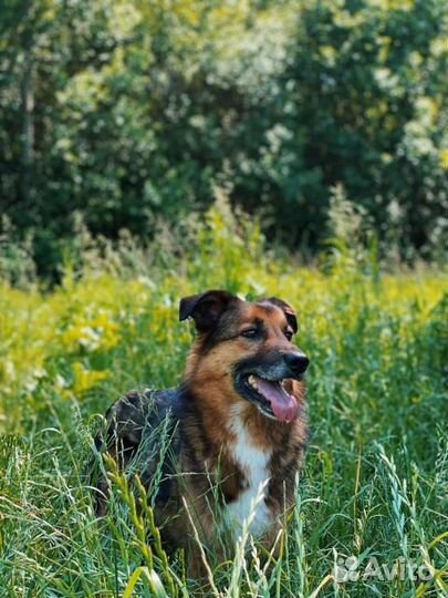 Доди ищет семью для доживания