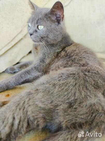 Отдам в добрые руки