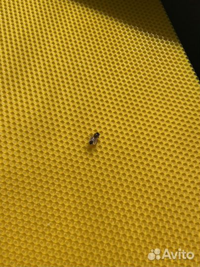 Вощина пчеловодная