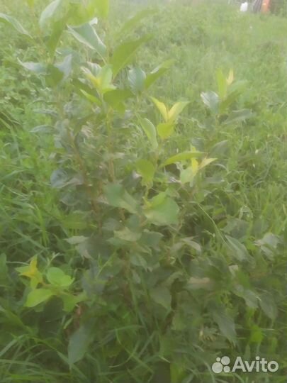 Вишня владимирская