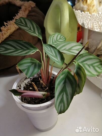 Комнатные растения