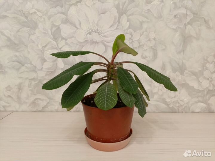 Молочай беложильчатый