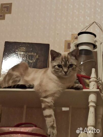 Коты для вязки