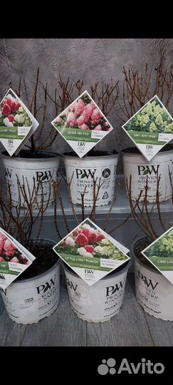 Новинки на весну 23г