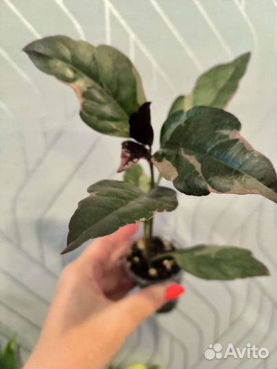 Псевдоэрантемум багряный