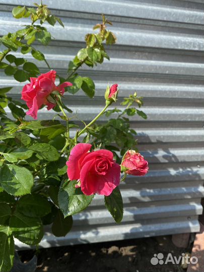 Роза ароматная Цветы