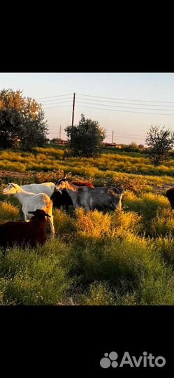 Продам серую козу взрослую окот каждый год