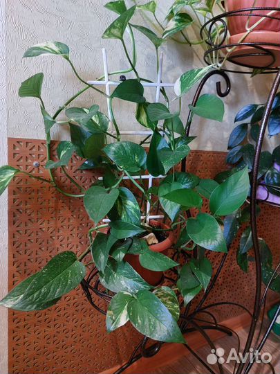 Эпипремнум Ауреум