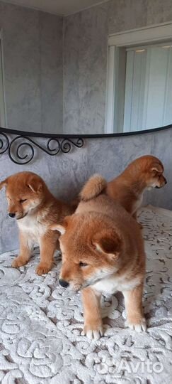 Плюшевые детки сиба-ину