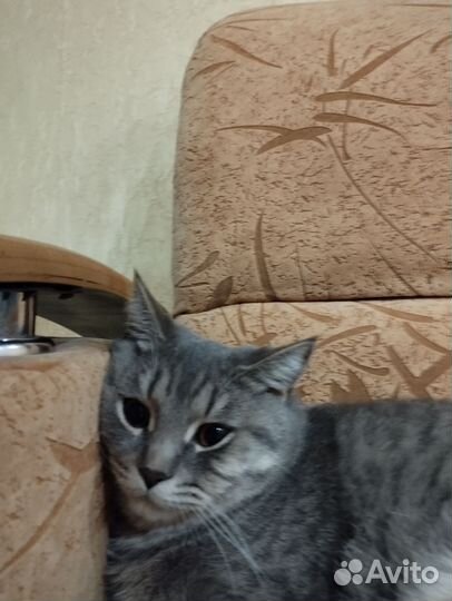 Котик для вязки