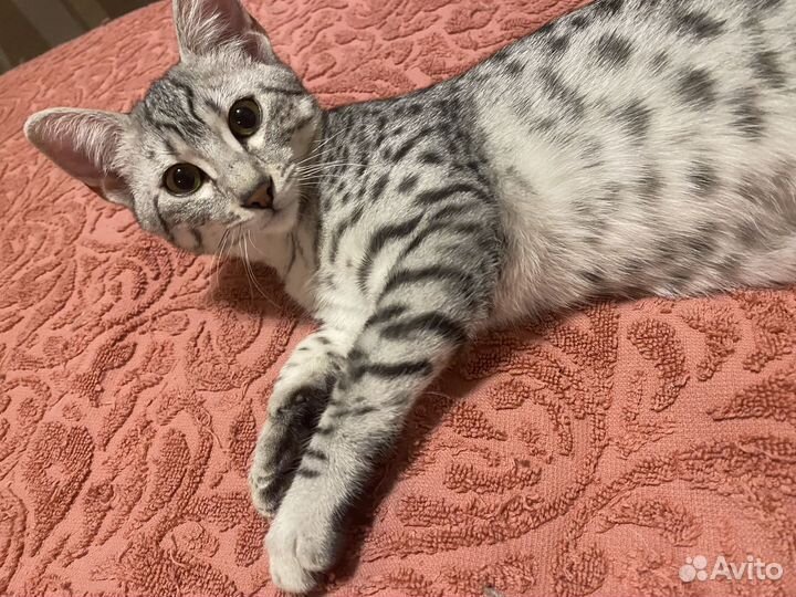 Египетская мау