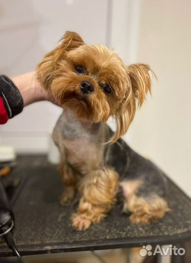 Груминг/ стрижка собак мелких пород