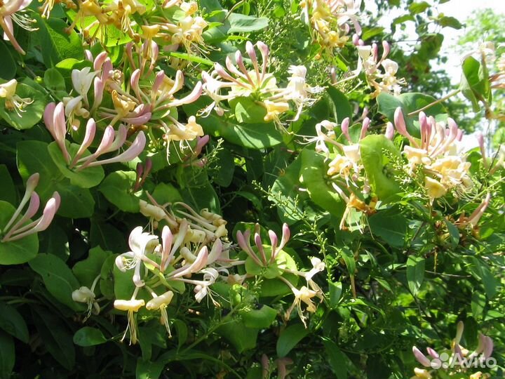 Жимолость каприфоль