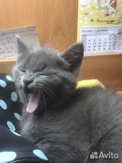 Котенок Британец