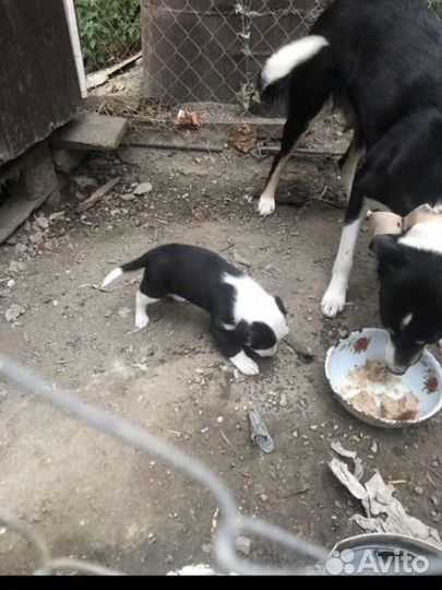 Собака щенок