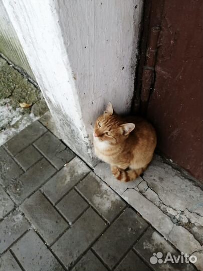 Кошки в добрые руки