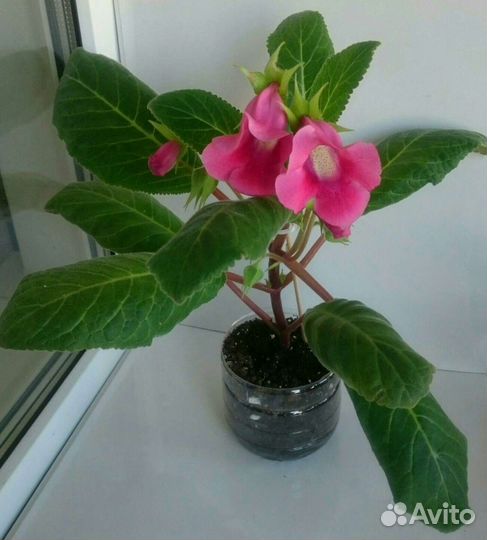 Глоксиния Тидея Розовая