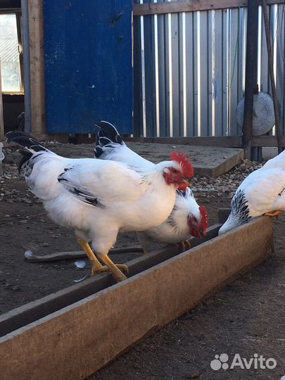 Петухи молодые