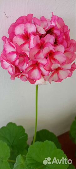 Пеларгония