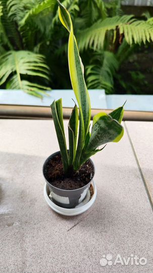 Щучий хвост. Сансевиерия сортовая