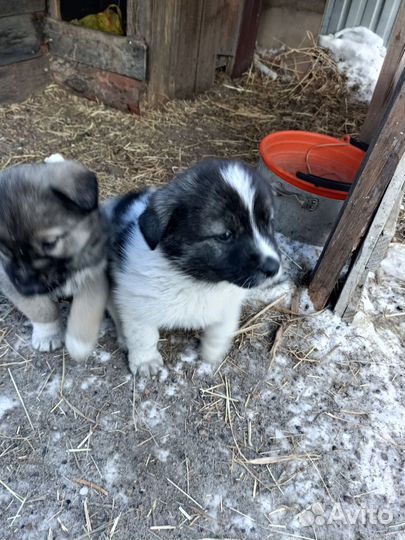 Отдам в добрые руки