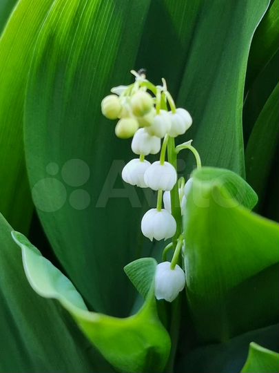 Дача 55 м² на участке 5,5 сот.