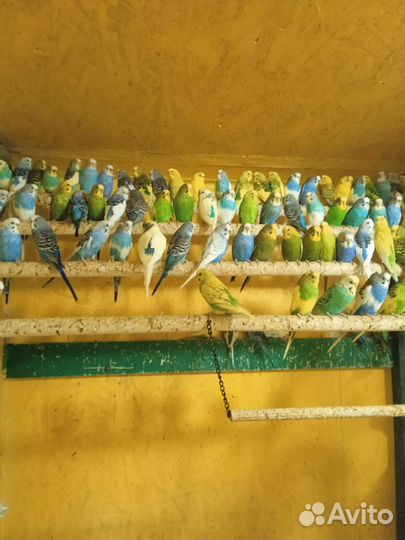 Волнистый попугай