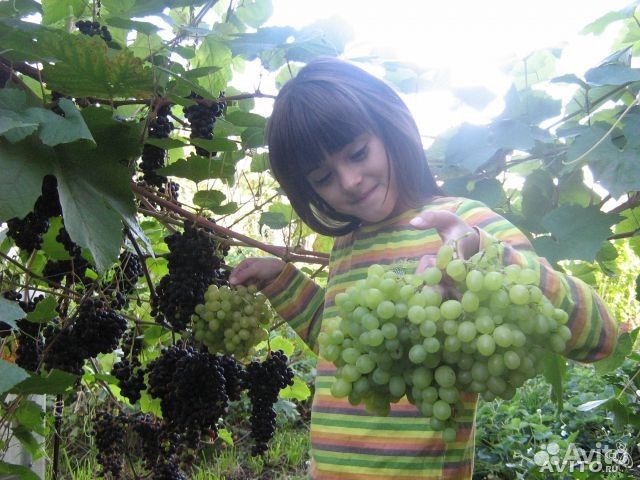 Саженцы винограда