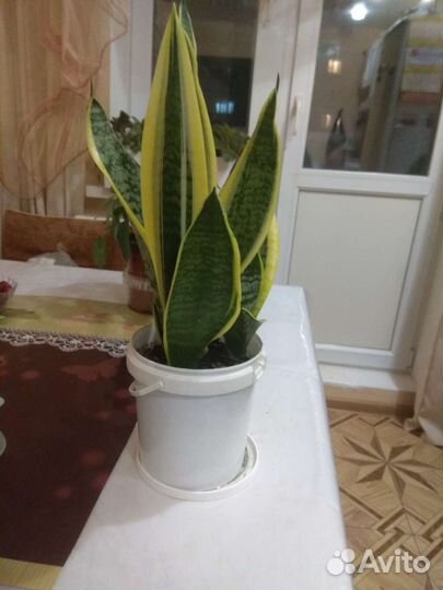 Сортовые фиалки, иные цветы