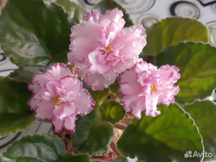 Фиалки (детки крупные)