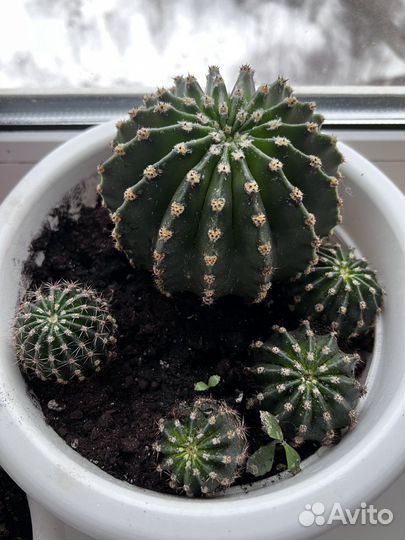 Кактус цветущий