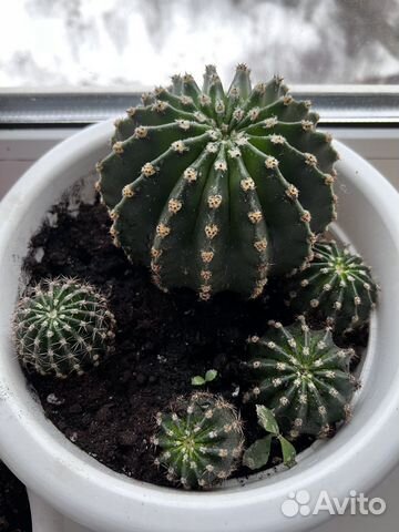 Кактус цветущий