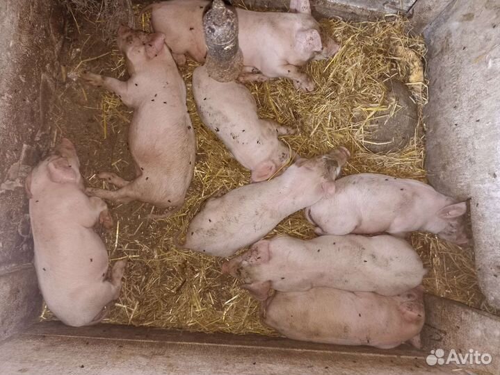 Поросята