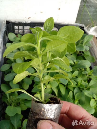 Рассада петуньи