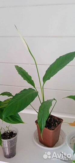 Спатифиллум(женское счастье), филодендрон