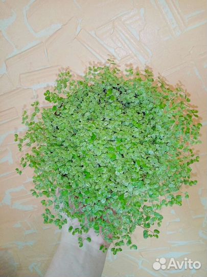 Солейролии: грин, ауреа, аргентия