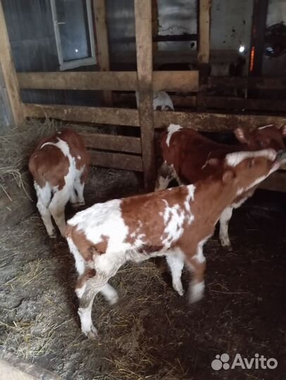 Телята бычки 1-2 месячные