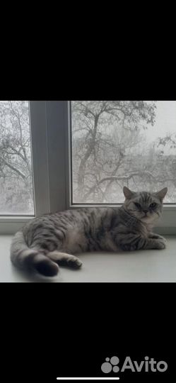 Шотландская