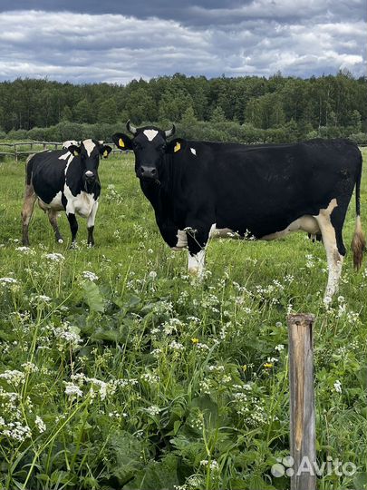 Продаем молоко для предпринимателей и часных лиц